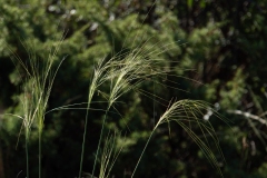 Stipa capillata