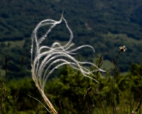 Stipa dasyvaginata