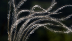 Stipa dasyvaginata