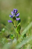 Polygala alpestris