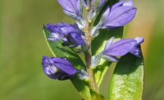 Polygala alpestris
