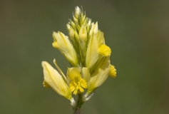 Polygala flavescens
