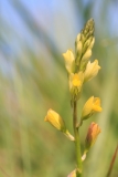 Polygala flavescens
