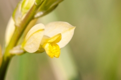 Polygala flavescens