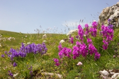 Polygala major