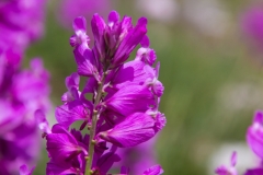 Polygala major