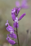 Polygala nicaeensis