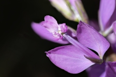 Polygala nicaeensis