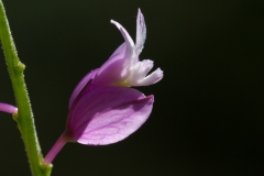Polygala nicaeensis