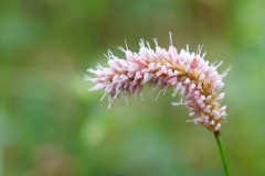 Bistorta officinalis