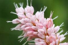 Bistorta officinalis