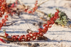 Rumex bucephalophorus