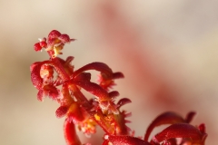 Rumex bucephalophorus