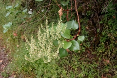 Rumex lunaria