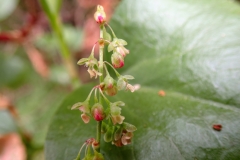 Rumex lunaria