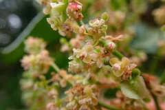 Rumex lunaria