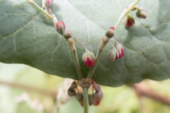 Rumex maderensis