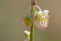 Rumex scutatus