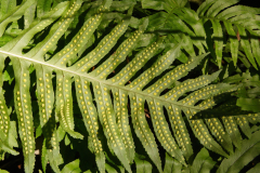 Polypodium cambricum
