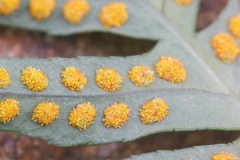 Polypodium cambricum