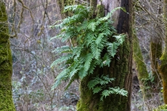 Polypodium cambricum