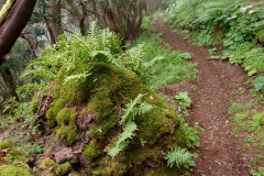 Polypodium macaronesicum