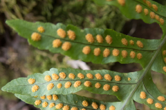 Polypodium macaronesicum