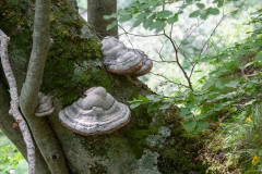Fomes fomentarius