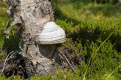 Fomes fomentarius