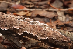 Porostereum spadiceum