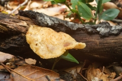 Neofavolus alveolaris