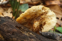 Neofavolus alveolaris