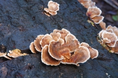 Trametes sp