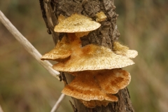 Coriolopsis trogii