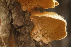 Coriolopsis trogii