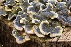 Trametes versicolor