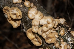 Trametes versicolor