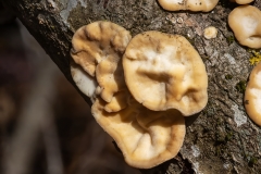 Trametes versicolor