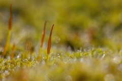 Tortula muralis