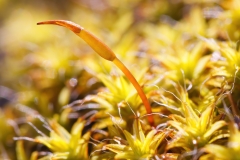 Tortula muralis