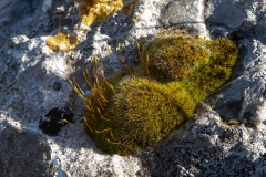 Tortula muralis