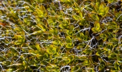 Tortula muralis