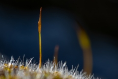 Tortula muralis
