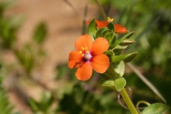Lysimachia arvensis