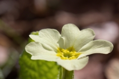 Primula vulgaris