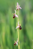 Ophrys tyrrhena