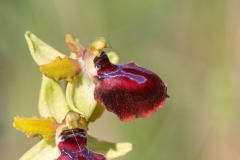 Ophrys passionis