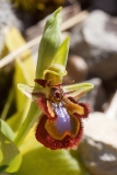 Ophrys speculum