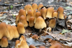 Coprinellus sp