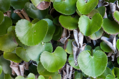 Adiantum reniforme